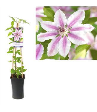 ME Clematis 'Nelly Moser' +light label ( x 1 )