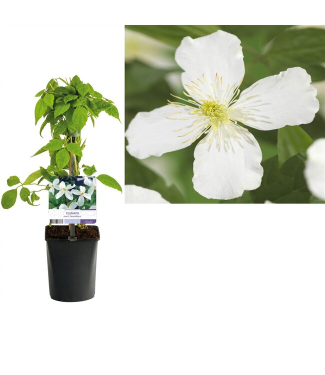 Clematis montana 'Grandiflora' +light label ( x 1 )