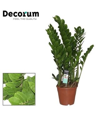 ME Zamioculcas P21 (decorum) ( x 1 )