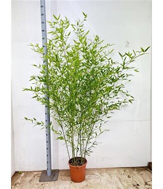 ME Phyllostachys Aurea P28 ( x 1 )