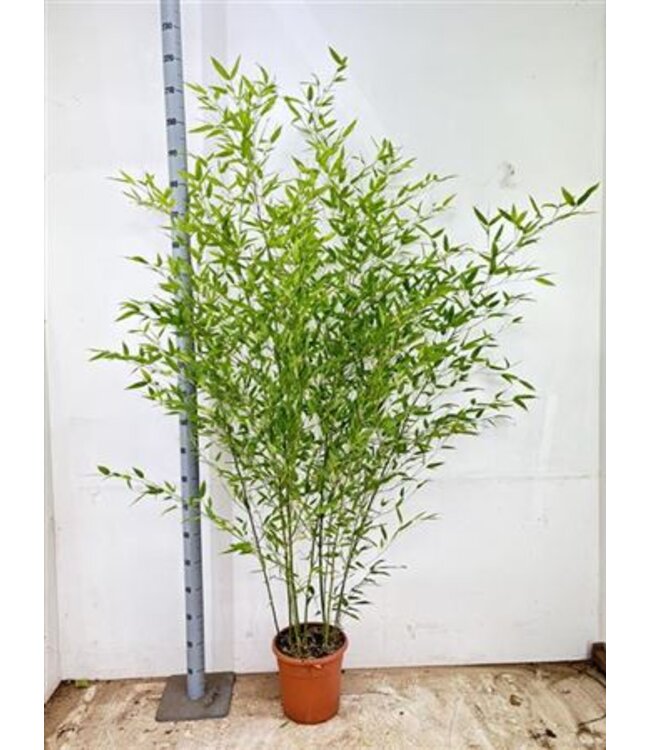 Phyllostachys Aurea P28 ( x 1 )