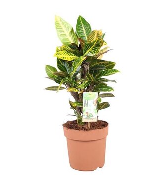 ME Codiaeum Petra - Hoogte 55-65 P21 ( x 1 )