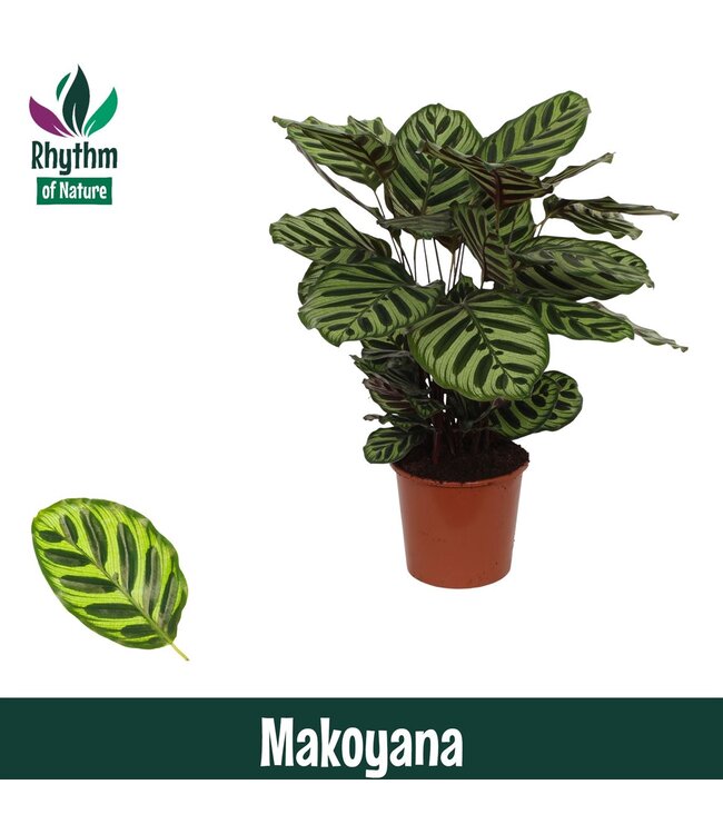 Calathea Makoyana P21 ( x 1 )