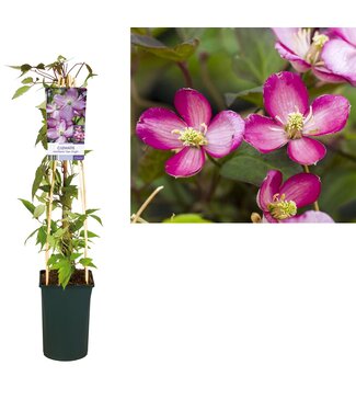 ME Clematis Montana 'van Gogh' +light Label P17 ( x 1 )