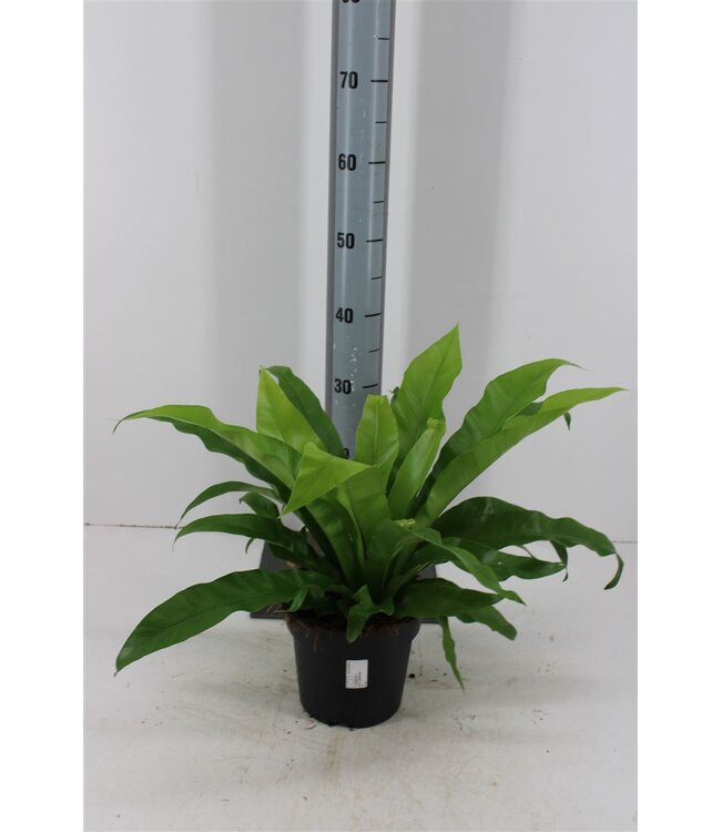 Asplenium Antiquum P17 ( x 1 )