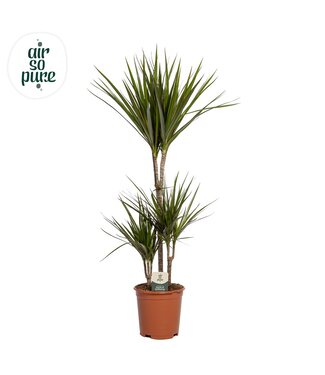 ME Dracaena Marginata P21, 45+15+10 P21 ( x 1 )