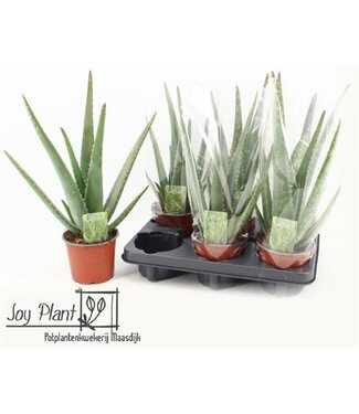 ME Aloe Vera P12 ( x 6 )