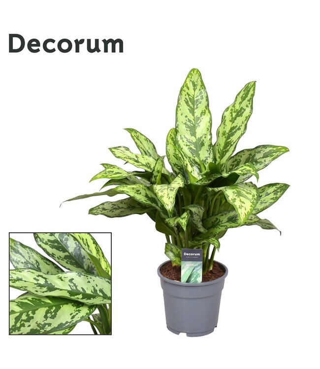 Aglaonema Romeo P17 ( x 6 )