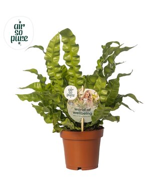 ME Asplenium Crispy Wave P12 ( x 10 )