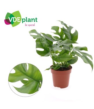 ME Monstera Minima P12 ( x 1 )