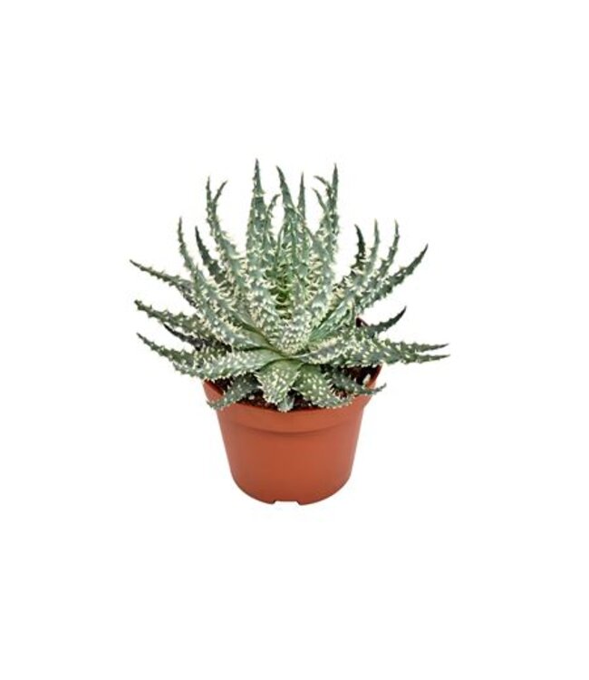 Aloe Mara P10.5 ( x 8 )