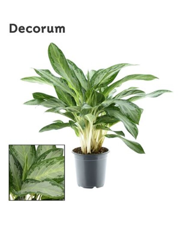 Aglaonema Diamond Bay P21 ( x 1 )