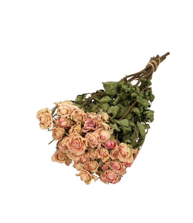 Lichtroze gedroogde trosrozen | Rozen droogbloemen | 10 rozen per bos | Lengte 50 centimeter | Per bos te bestellen