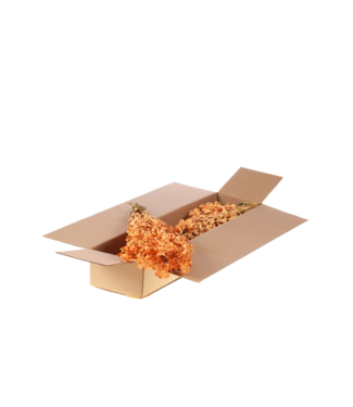 LDD Coral Misty Carthamus | Safflower or Bidens dried flowers | Length 55 centimetres | Per 3 bunches