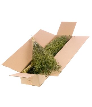 LDD Lepidium SB green | Per 4 stuks