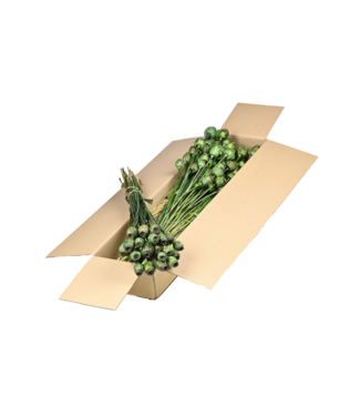 LDD Pavots séchés | Shopbox fleurs séchées vert mousse | Par 4 bouquets