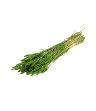 LDD Blé séché | Fleurs séchées vert mousse | Par 20 bouquets