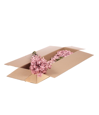 LDD Pink Misty Carthamus | Carthame de Bidens fleurs séchées | Longueur 55 centimètres | Par 3 bottes