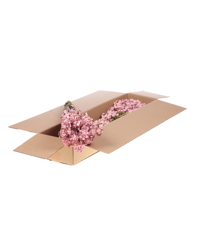 Pink Misty Carthamus | Saflor von Bidens Trockenblumen | Länge 55 Zentimeter | Pro 3 Bündel zu bestellen