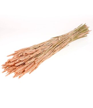 LDD Getrockneter Weizen | Coral Misty Trockenblumen | Pro 20 Bündel