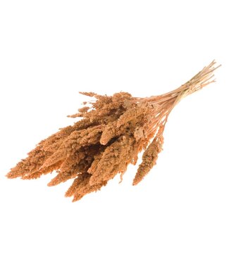 LDD Corail Brumeux Amarante fleurs séchées | Longueur 65 centimètres | Par 15 bouquets