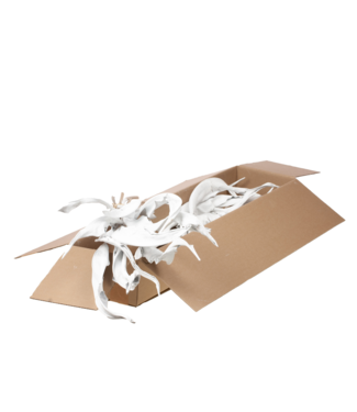 LDD White Misty Strelitzia Leaf | 10 Strelitzia stems per bunch | Per 2 bunches