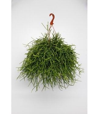 ME Rhipsalis Heteroclada ( x 3 )