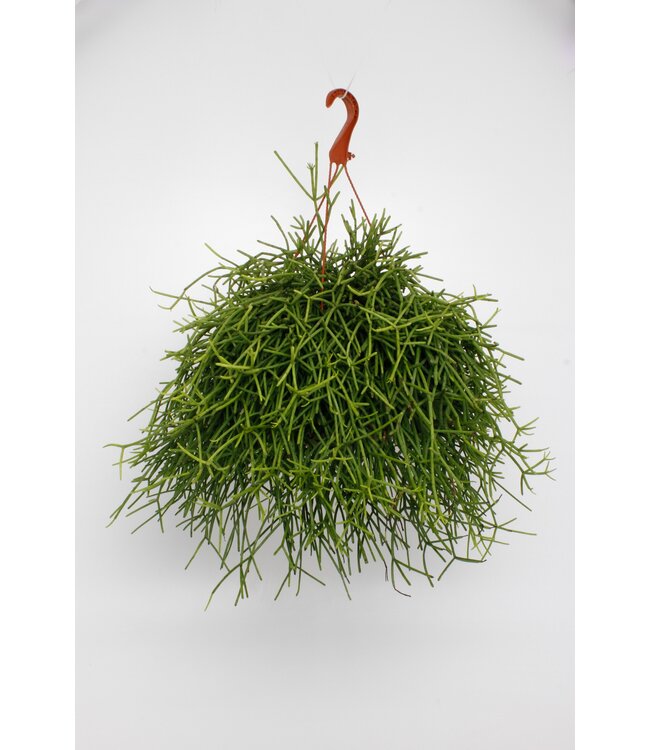 Rhipsalis Heteroclada ( x 3 )