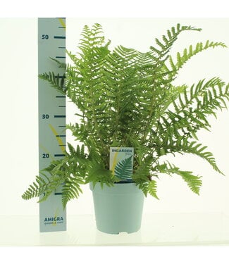 ME Dryopteris affinis ( x 6 )