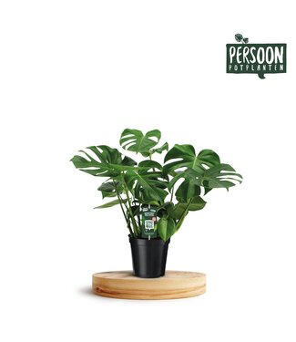 ME Monstera Deliciosa 21 ( x 1 )