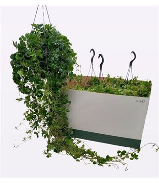 ME Parthenocissus Hang P19 ( x 1 )