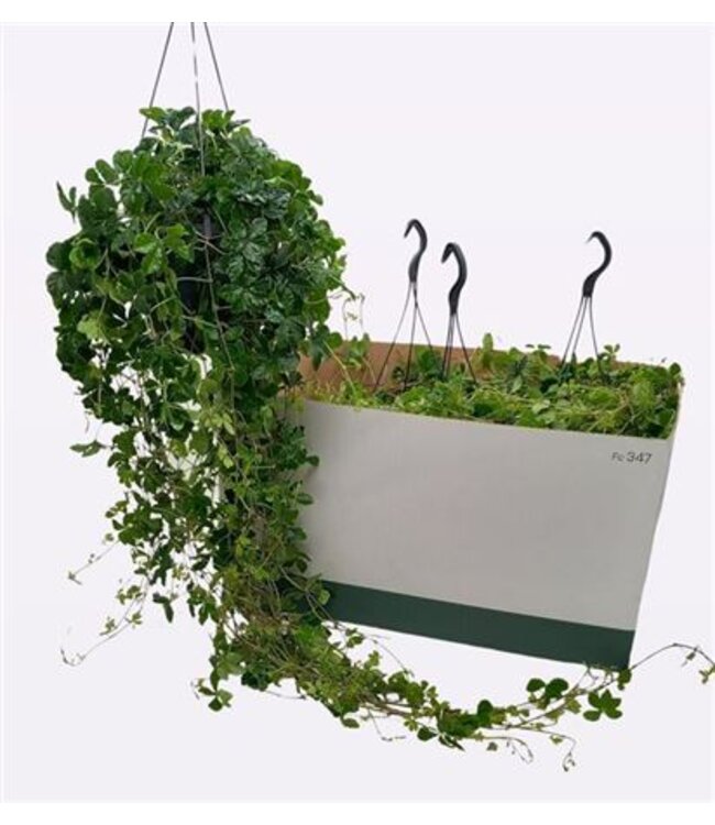 Parthenocissus Hang P19 ( x 1 )