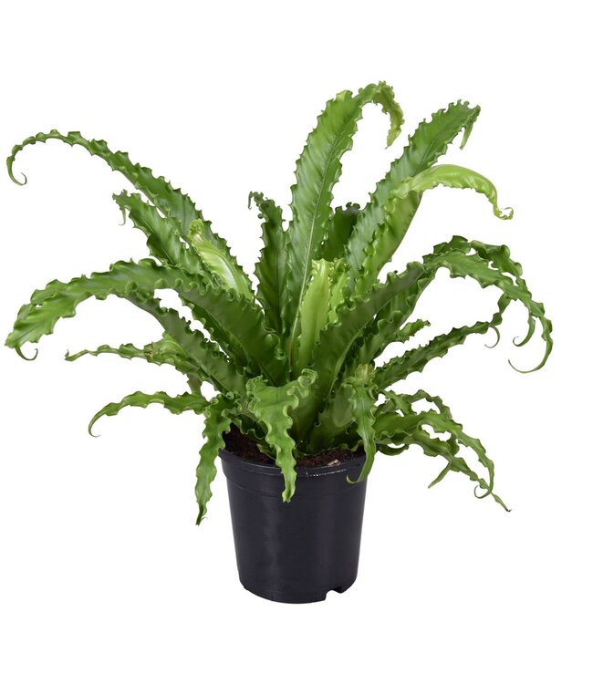 Asplenium Osaka P17 ( x 6 )