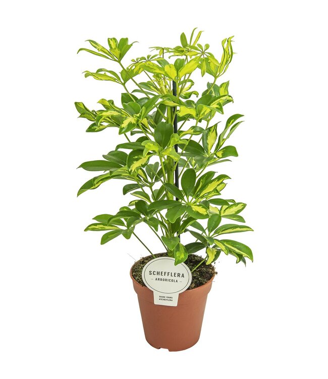 Schefflera Gerda P13 ( x 8 )