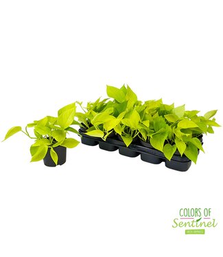 ME Epipremnum Pinnatum Golden Pothos P12 ( x 6 )