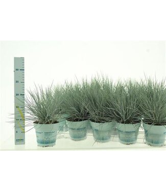 ME Festuca Gl Compact Blue P10.5 ( x 15 )