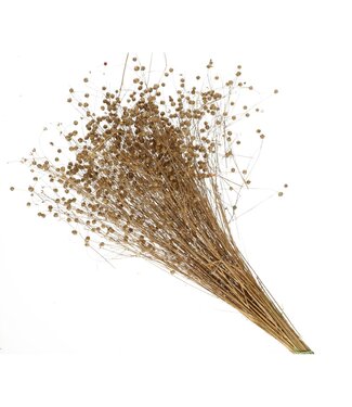 4A Lin séché brun naturel | Linum fleurs séchées | Longueur 60 centimètres | Par pièce
