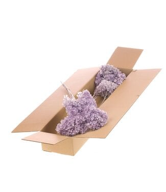 LDD Hydrangea s.petal preserved 3pc SB bleached lilac ( x 3 )