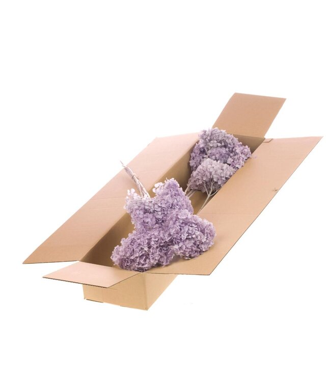 Hydrangea s.petal preserved 3pc SB bleached lilac ( x 3 )