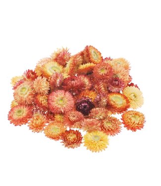 LDD Lachsfarbene Strohblumen Helichrysum-Köpfe | Gewicht 2 Kilogramm | Pro Stück