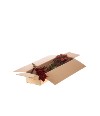 LDD Plumosum female preserved SB red | Per 5 stuks