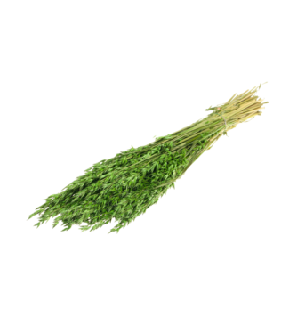 LDD Haver (avena) moss green ( x 25 )