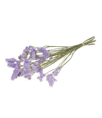 LDD Statice sinuata natural lilac ( x 20 )