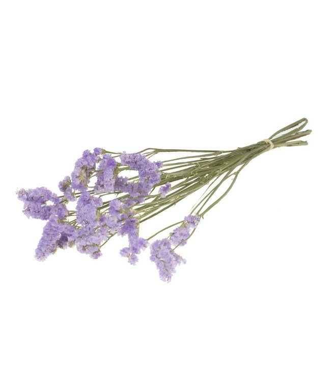 Statice sinuata natural lilac ( x 20 )