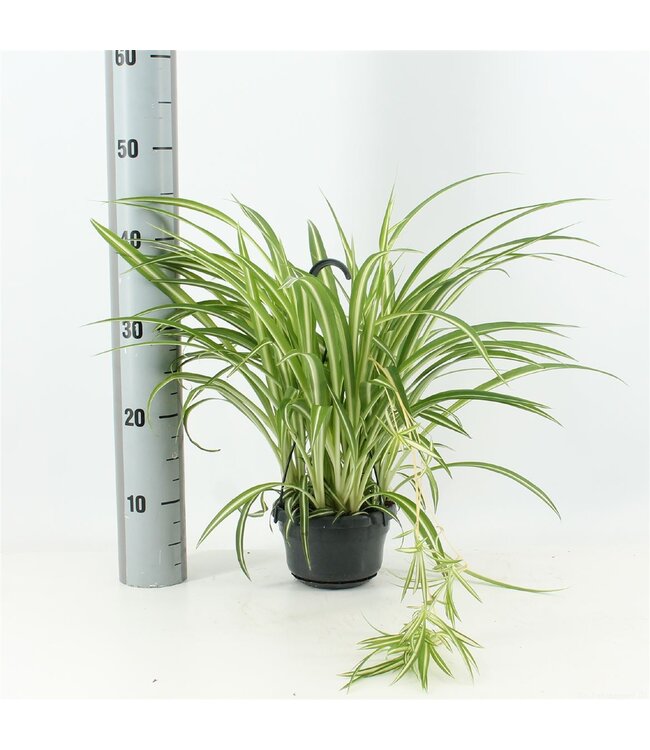 Chlorophytum Com Variegata P27 ( x 1 )