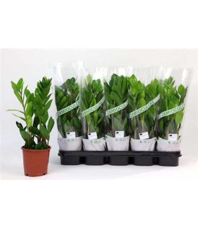 Zamioculcas Zamiifolia P12 ( x 10 )