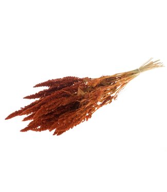 LDD Amaranthus burnt orange ( x 15 )