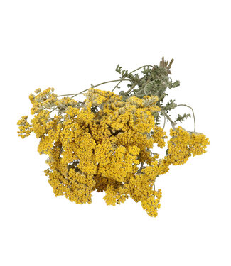 4A Droogbloem Achillea moonschine 60cm ( x 1 )