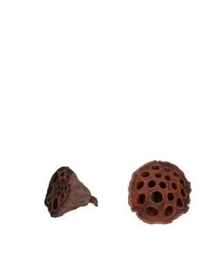 4A Naturelle bruine gedroogde Lotus peulen droogdeco | Diameter 4 – 6 centimeter | Per 100 stuks