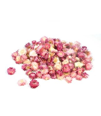 LDD Rosa Strohblumen Helichrysum Köpfe | Gewicht 2 Kilogramm | Pro Stück